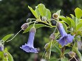 2015-06-20 Landesgartenschau 66
